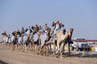 Kamelrennen Doha / Katar