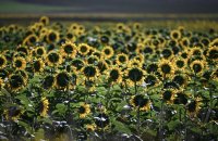 Hirrlingen (Kreis Tuebingen) Schmuckbild: Sonnenblumenfeld