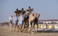 Kamelrennen Doha / Katar