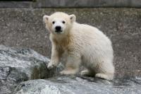 Eisbaerbaby  Wilbaer