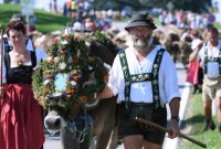 Almabtrieb - Viehscheid in Maierhoefen (Kreis Lindau) im Allgaeu