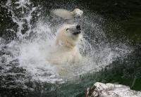 Eisbaerbaby  Wilbaer und Mutter  Corinna