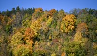 Herbstwald Horb 2025