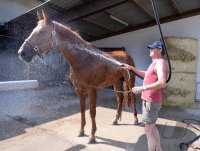 Reiten Tuebinger Landeschampionat 2015