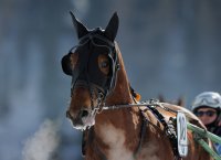 Pferdesport:  White Turf  St. Moritz 2011   Trabrennen