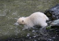Eisbaerbaby  Wilbaer