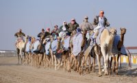Kamelrennen Doha / Katar