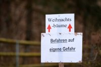 Weihnachtsbaeume selber schlagen im Ofterdinger Gemeindewald