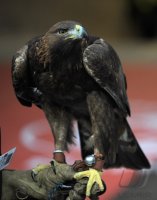 Fussball 1. Bundesliga  Saison 2010/2011: Eintracht Wappentier Steinadler Attila