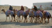 Kamelrennen Doha / Katar