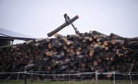 Schmuckbild, Wetterbild: Stammholzstapel wird Brennholz